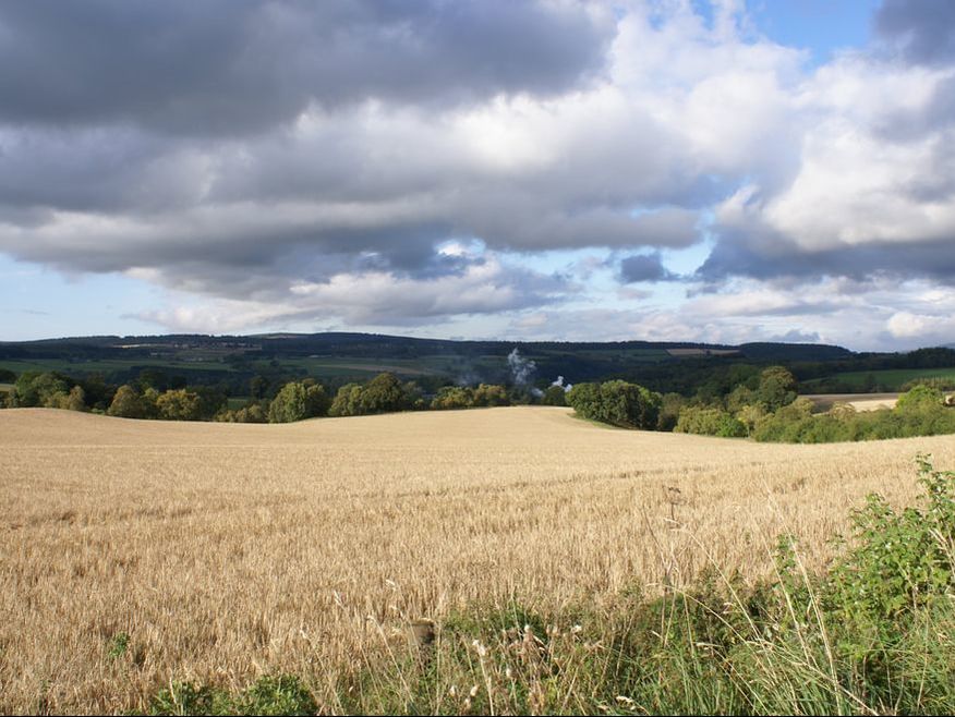 View of barley in Speyside